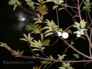 Lunar Eclipse 2009b